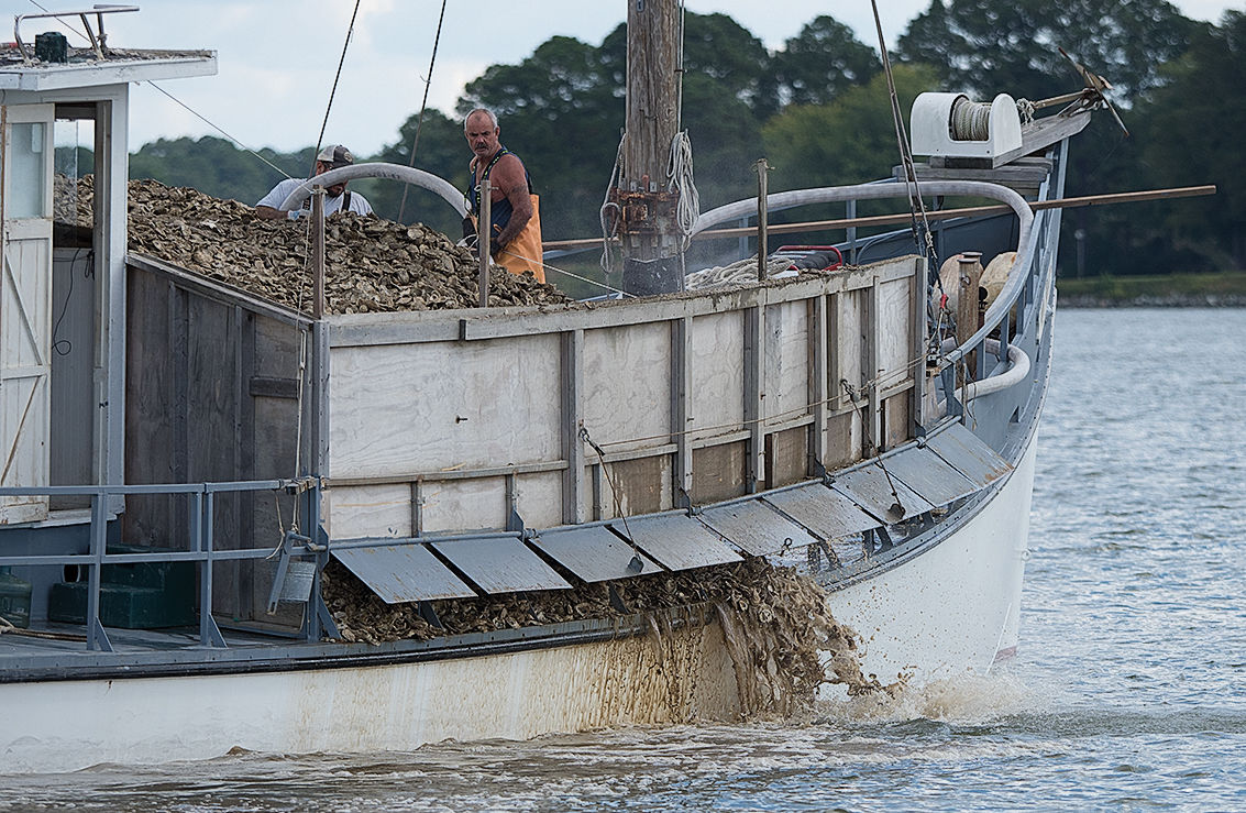 Oyster spat sent into the Tred Avon River